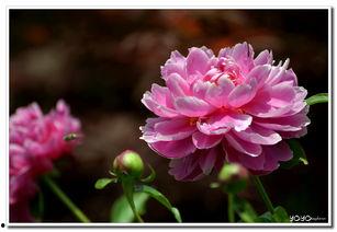 芍药在线观看,一场视觉与情感的盛宴 第3张 芍药在线观看,一场视觉与情感的盛宴 第3张